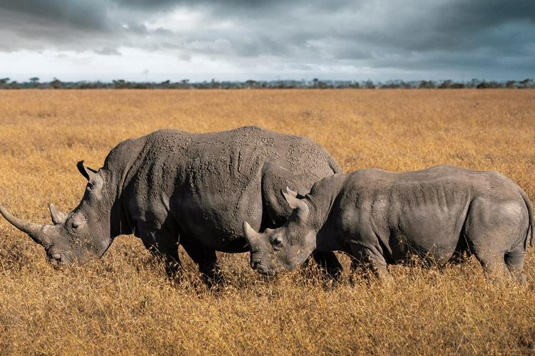 OL PEJETA NATIONAL CONSERVANCY