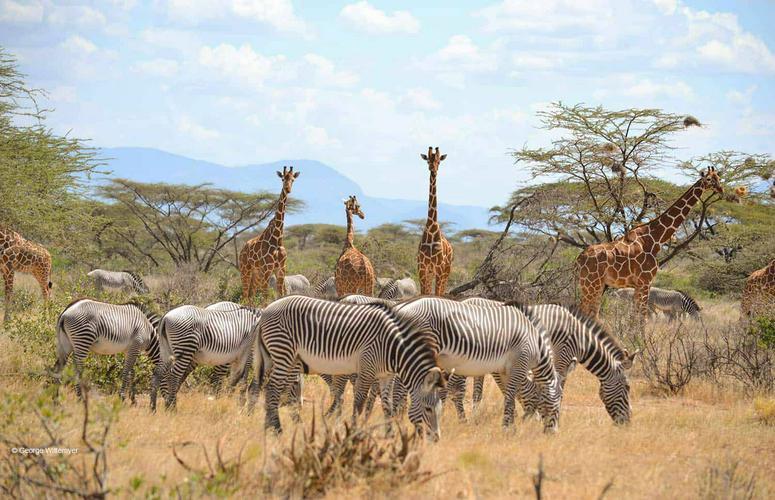 SAMBURU