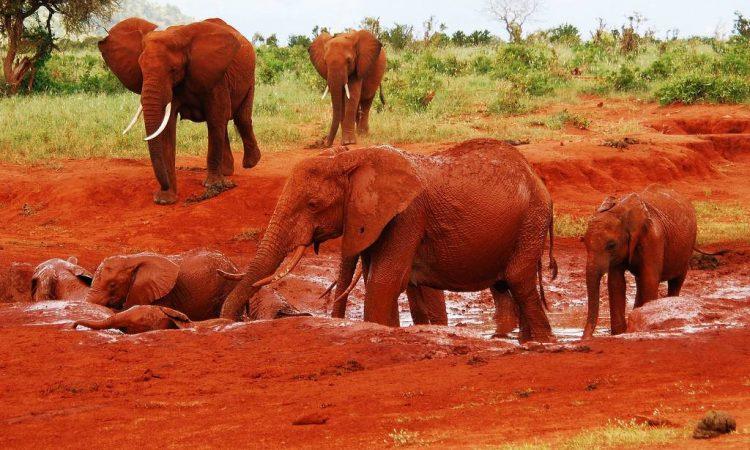 TSAVO NATIONAL PARK