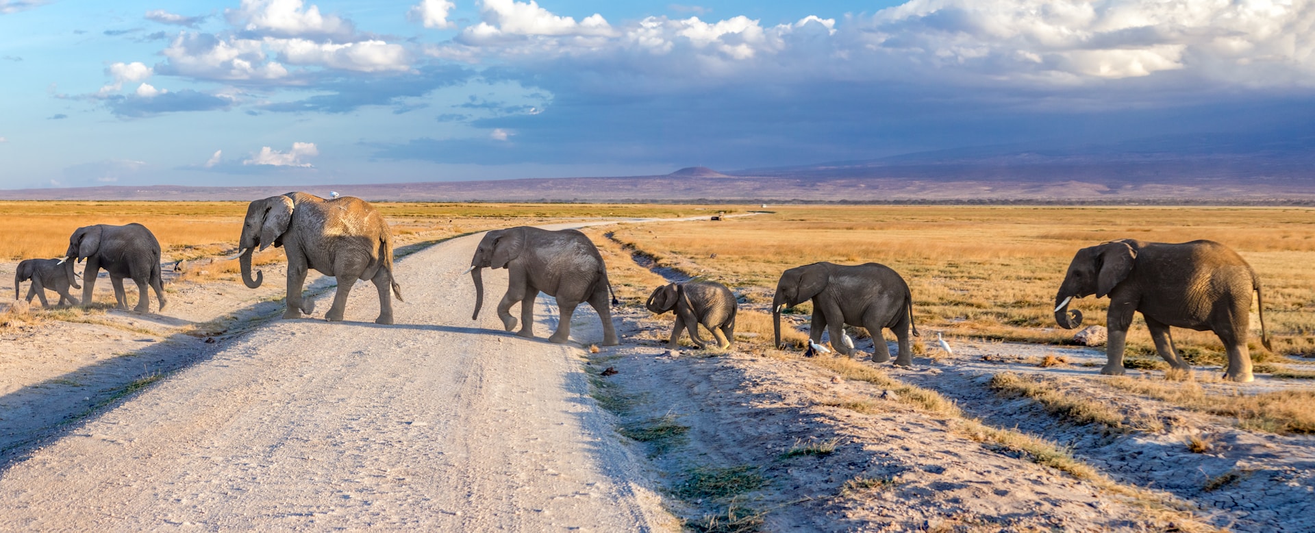 Luxury Amboseli Elephant Experience