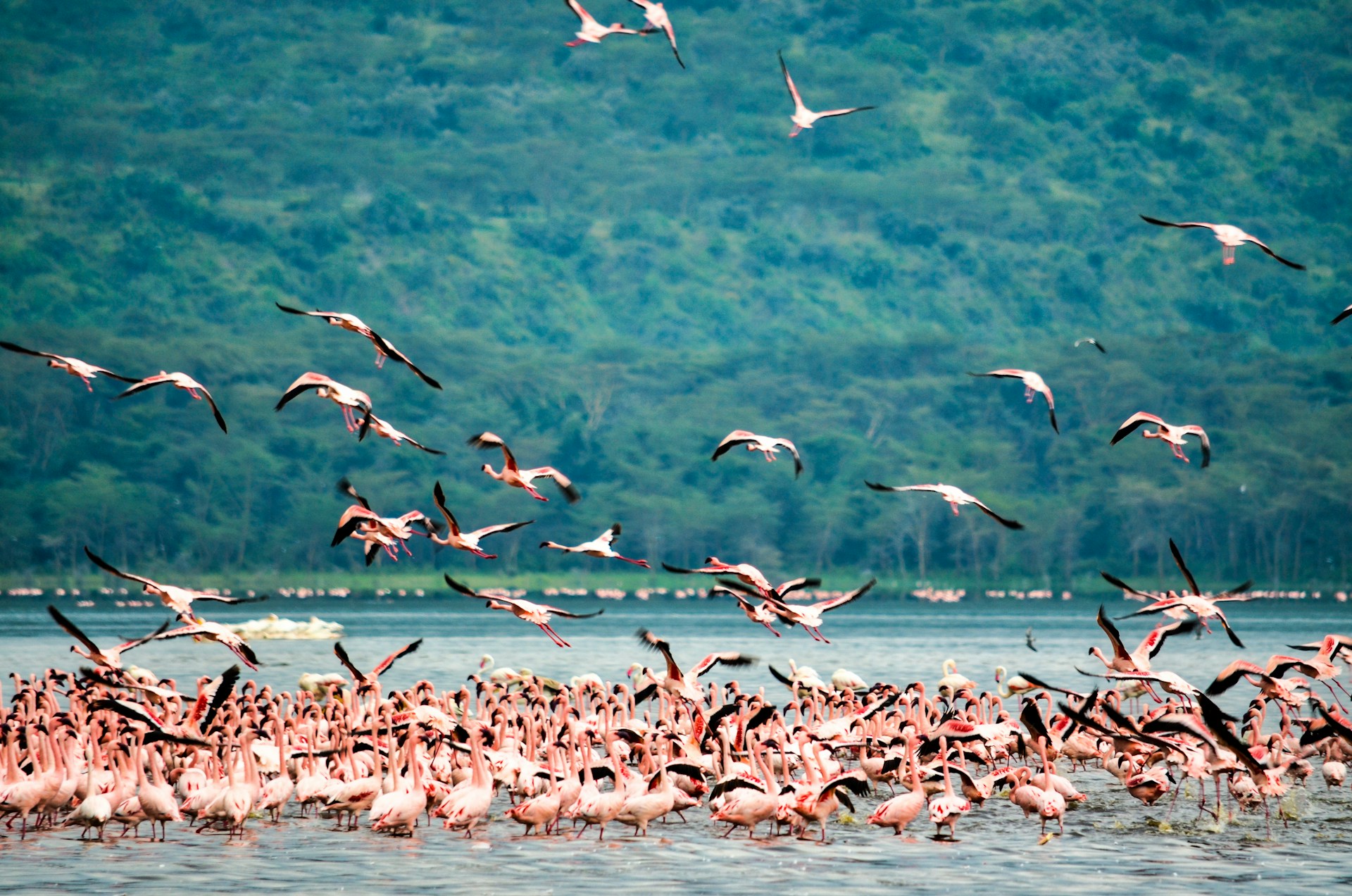 Lake Nakuru Flamingo Spectacular