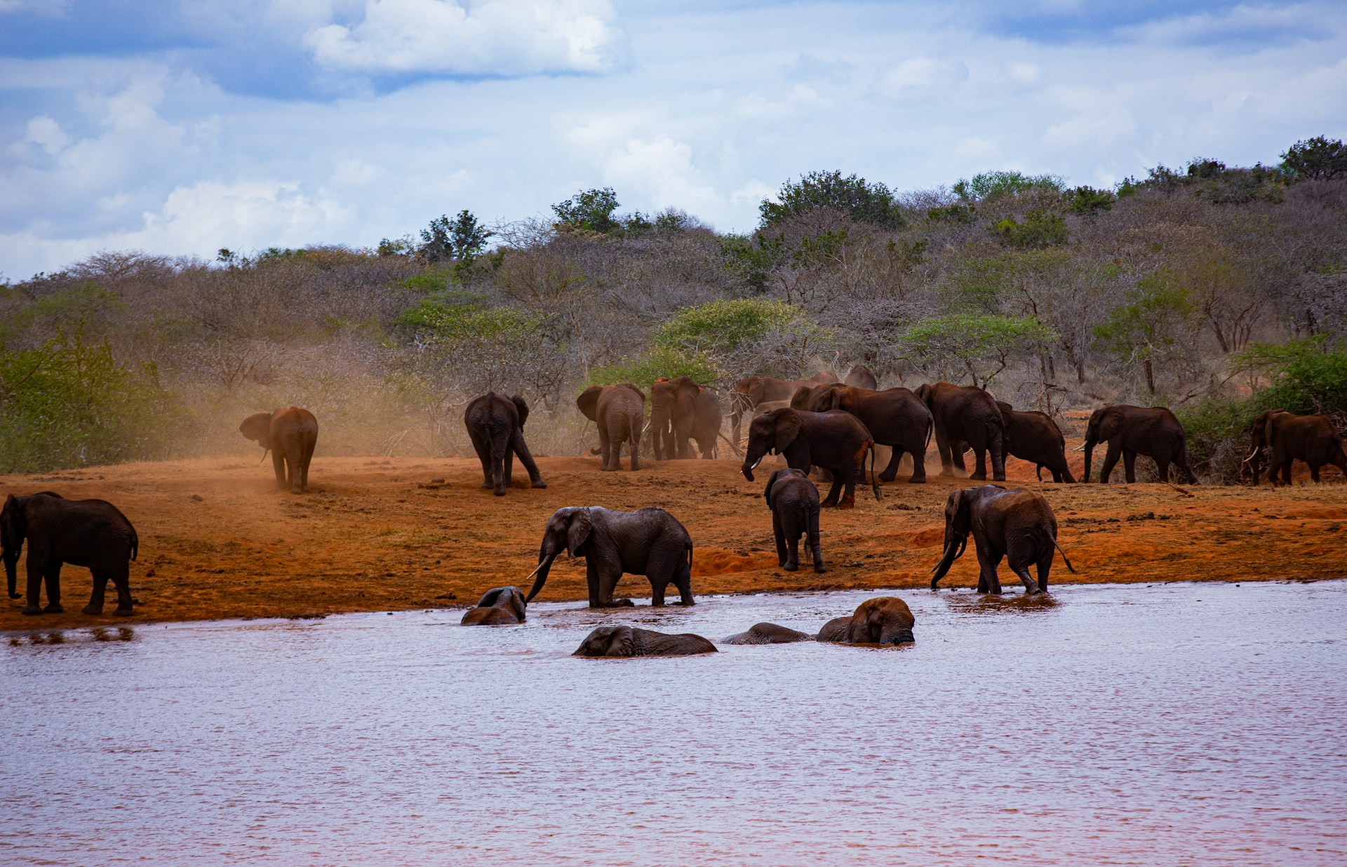 Luxury Safari