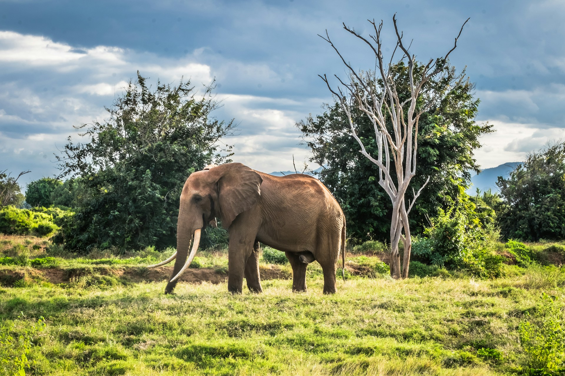 Tsavo National Park
